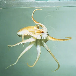 Lesser Octopus, Eledone cirrhosa, yellow tentacles apart
