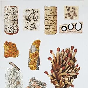 Lichens, specimens of subspecies, illustration