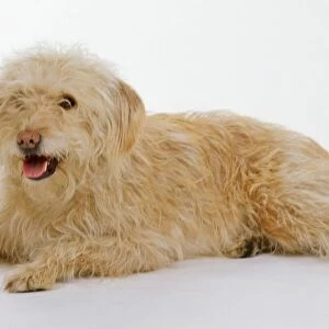 Light brown mixed-breed dog, lying down