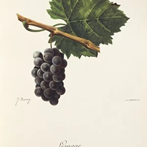 Lignage grape, illustration by J. Troncy