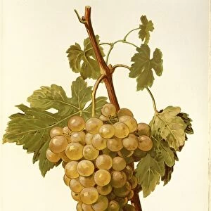 Lignan Blanc grape, illustration by A. Kreyder