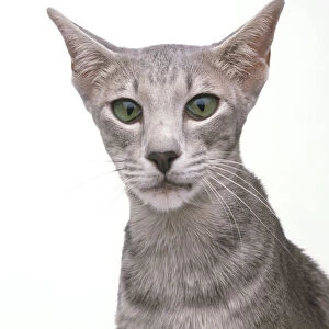Lilac Oriental Tabby shorthair cat with green eyes, haws slightly raised