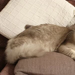 Lilac Shaded Silver Tiffanie cat lying on sofa against two cushions