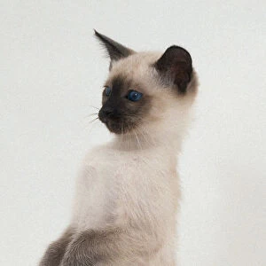 Lilac Siamese Kitten Standing up on Hind Paws