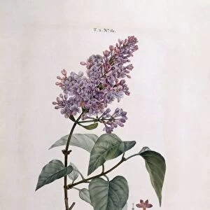Lilac (Syringa vulgaris), Henry Louis Duhamel du Monceau, botanical plate by Pierre Joseph Redoute