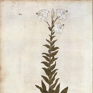 Lily (Lilium)by Leonhart Fuchs from De historia stirpium commentarii insignes (Notable Commentaries on the History of Plants), colored engraving, 1542