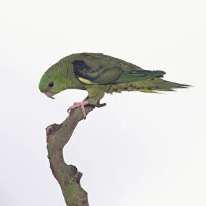Lineolated parakeet (Bolborhynchus lineola), perching on a branch, side view