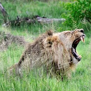 Lion. Moremi National Park. Botswana