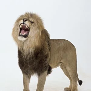 Lion (Panthera leo) standing and roaring, side view