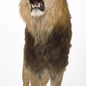 Lion roaring, front view