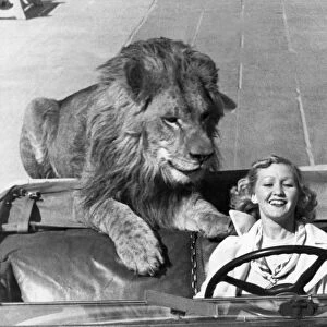Lion Takes A Daily Ride