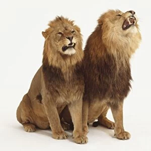 Two Lions (Panthera leo) sitting side by side, one roaring with its head raised sideways, front view