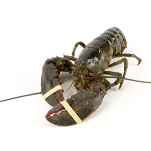 Lobster on white background, close-up