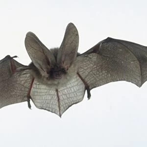 Long-eared bat (Plecotus austriacus) in flight, front view