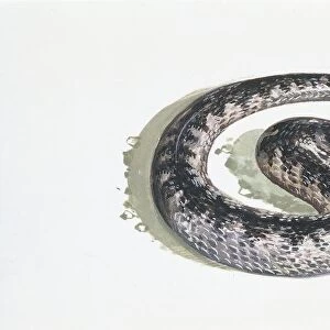 Long-nosed viper (Vipera ammodytes), illustration