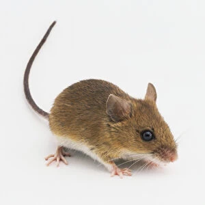 A Long-tailed field Mouse (Apodemus sylvaticus)