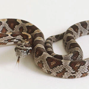Loosely curled Corn Snake, brown and beige diamond pattern with tongue out