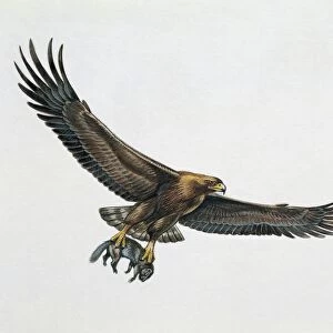 Low angle view of a golden eagle gripping a rat (Aquila chrysaetos)