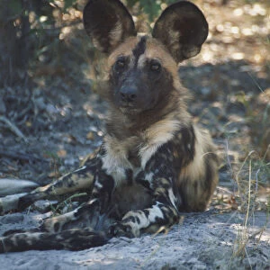 Lycaon pictus (African Hunting Dog, African wild dog). Family Canidae. Adult front view, lying down on earth. Photographed south east of the Moremi Game Reserve, Botswana. April 12th, 1998