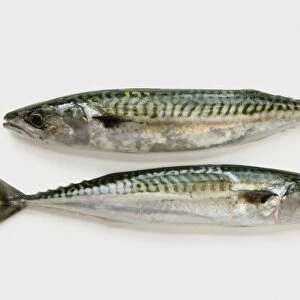 Two mackerels on white background, close-up