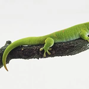 Madagascan Day Gecko (Phelsuma madagascariensis) perching on the end of a branch, side view