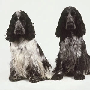 Male and female English Cocker Spaniels (Canis familiaris) sitting side by side, front view
