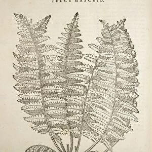 Male fern Dryopteris filix-mas by Pietro Andrea Mattioli I Discorsi, Felice Valgriffo, Venice, 1585