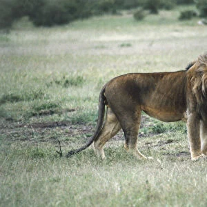 Male Lion, Panthera leo, standing, large golden mane, white chin, long tail, side view, open grassland in background