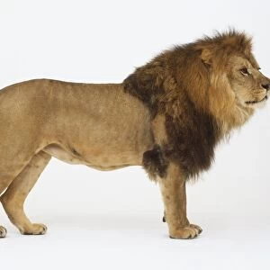 A male lion (Panthera leo), standing, side view