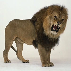 Male Lion roaring