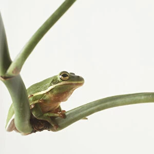 Male North American Tree Frog (Hylidae) sitting on plant stem