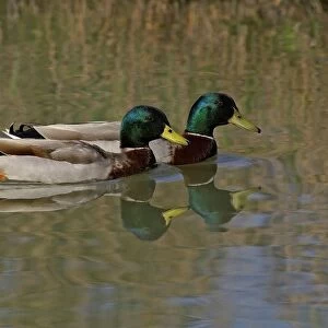 Mallard Duck. Anas Platyrhynchos. Europe. Italy. Lazio. Parco Nazionale del Circeo