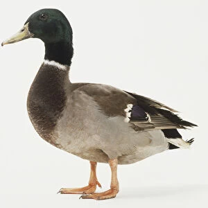 Mallard duck, Anas platyrhynchos, side view