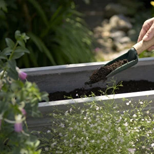 Mans hand filling window box with compost