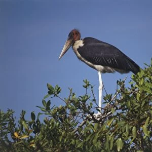 Marabou stork with black wings, red head and long white legs, perching on treetop, deep blue sky behind