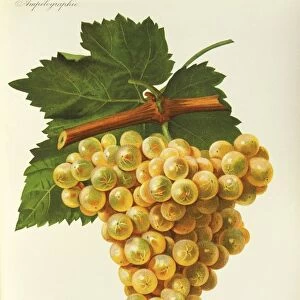 Marsanne grape, illustration by J. Troncy