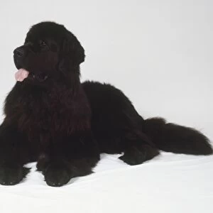 A massive black Newfoundland dog lying on the floor with its pink tongue hanging from its mouth, panting