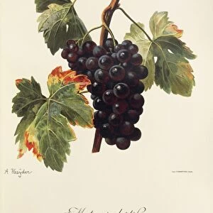 Mat Noir Hatif grape, illustration by A. Kreyder