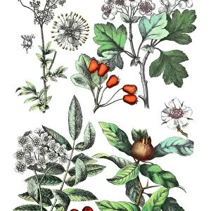 Meadowsweet, Filipendula ulmaria (top left), midland hawthorn, Crataegus laevigata (top right), rowan, mountain-ash, Sorbus aucuparia (bottem left), common medlar, Mespilus germanica (bottem right)