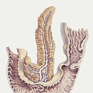 Medicine: Human body, Duodenum and pancreas, illustration
