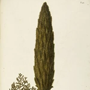 Mediterranean Cypress (Cupressus sempervirens), Cupressaceae by Giovanni Antonio Bottione, watercolor, 1770-1781