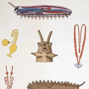 Medium group of echiuran worms, illustration
