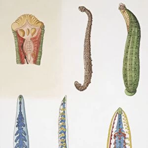 Medium group of leeches, illustration