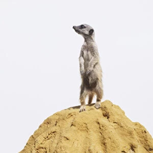 A Meerkat (Suricata suricatta) standing on the top of a rock, front view
