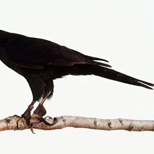 Melanic Gabar Goshawk (Micronisus gabar) wearing jesses perching on branch, side view