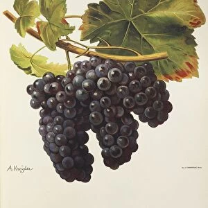 Mevoeira grape, illustration by A. Kreyder