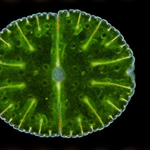 A microscope image of a desmid