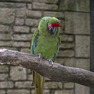 Military macaw (Ara militaris) perching on a branch