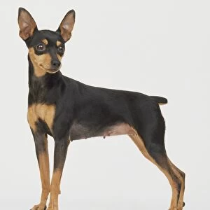 Miniature Pinscher (Canis familiaris) standing, head turned to left, side view