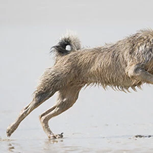 Mixed-breed dog running across beach at low tide, side view
